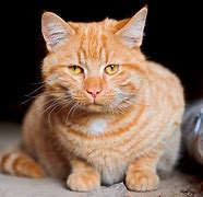 Image result for Orange Cat with Stripes