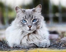 Image result for Cutest Cat Breed Ever