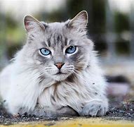 Image result for Cute Cat Breeds Rare