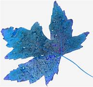 Image result for Blue Maple Leaf Clip Art
