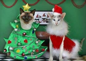 Image result for Funny Christmas Cat PFP