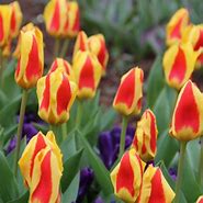 Image result for Tulipa Stresa