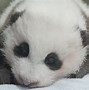 Image result for Panda Bebé