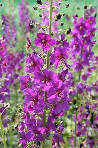 Image result for Verbascum phoeniceum violetta