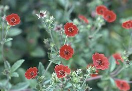 Potentilla Gibsons Scarlet に対する画像結果