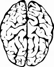 Image result for Anatomical Brain Outline