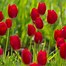 Image result for Tulipa aximensis