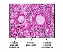 Image result for foliculario