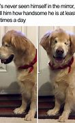 Image result for Wholesome Cute Dog Memes