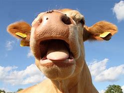 Image result for Cow Mouth