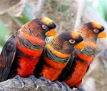 Image result for Pseudeos Loriidae