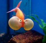 Image result for Goldfish Falvors around the World