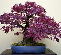 Image result for Japanese Maple Bonsai