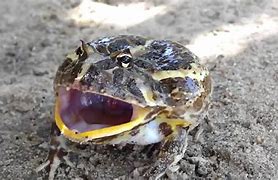 Image result for Angry Frog Ree