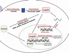 Image result for P53 AML