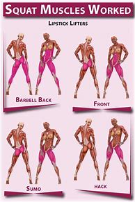 Image result for Squat Muscle Groups