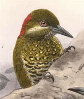 Image result for Piculus callopterus