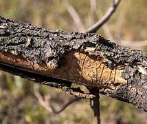 Image result for Arizona Ash Tree Diseases