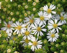 Image result for Aster ericoides (Prostrate Form) Snowflurry