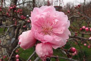 Image result for Peach Blossom Tree