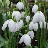 Image result for Galanthus Chantry Cracker