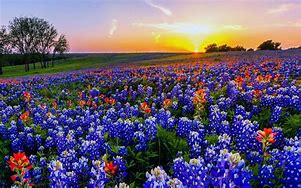 Image result for Texas Wildflowers