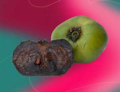 Image result for Exotic South American Fruit