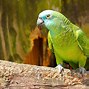 Image result for Double Yellow Head Amazon Parrot