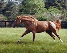 Image result for Secretariat Horse Stride