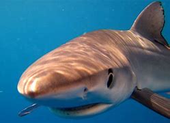 Image result for blue shark