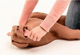 Image result for CPR Dog Manikin