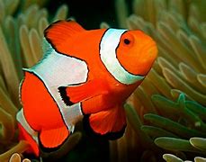 Image result for Most Beautiful Fishes Underwater