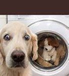 Image result for Washing Machine Meme