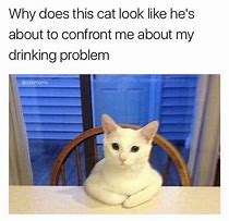 Image result for Sober Cat Memes