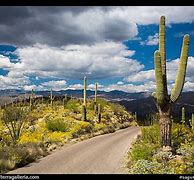 Image result for Cactus Forest Loop Drive