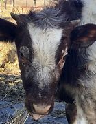 Image result for Warts On Cattle Face