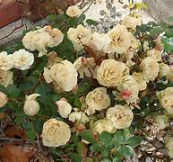 Image result for Lamzu Mini Rose Gold