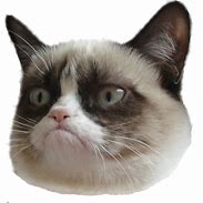 Image result for Extremely Funny Grumpy Cat Memes