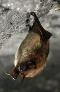 Image result for Little Brown Bat Hanging