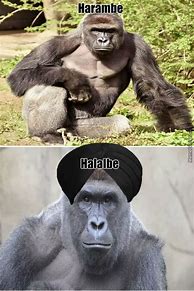 Image result for Harambe Meme Cleam