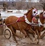 Image result for Horse Chariot Racing