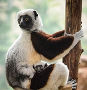 Image result for Weird Zoo Animals