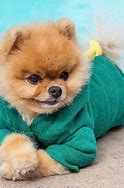 Image result for Jiff Pom Dog Breed