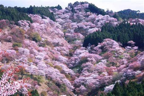 日本的樱花景点排名