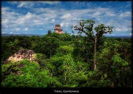 Image result for Guatemala Jungle