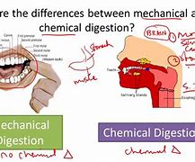 Image result for Digestion Chemical Reaction