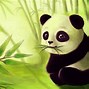 Image result for Cute Panda Pic Cartoon