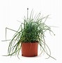 Image result for How to Grow Chives