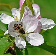 Image result for Bees Apple Pattern Figure
