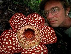 Image result for Rafflesia Biggest Flower in the World